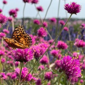 Meet your Posher, Eny